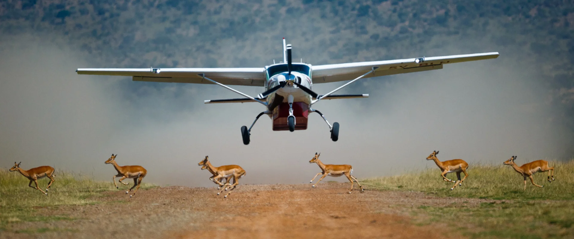 Small aircraft on airstrip with wildebeest in Masai Mara National Reserve during a flying safari