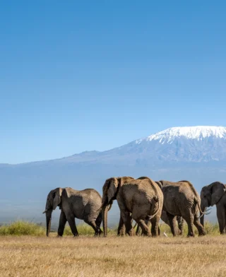 3 Day Road Safari to Amboseli National Park