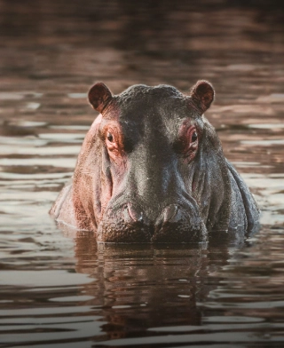 3 Days Safari in Ol-Pejeta Conservancy