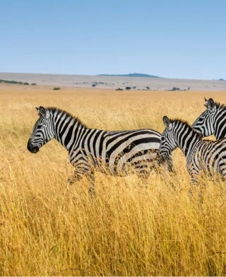 4 Day Masai Mara - Lake Nakuru joining Safari