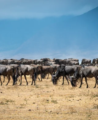 4 Days Masai Mara Safari