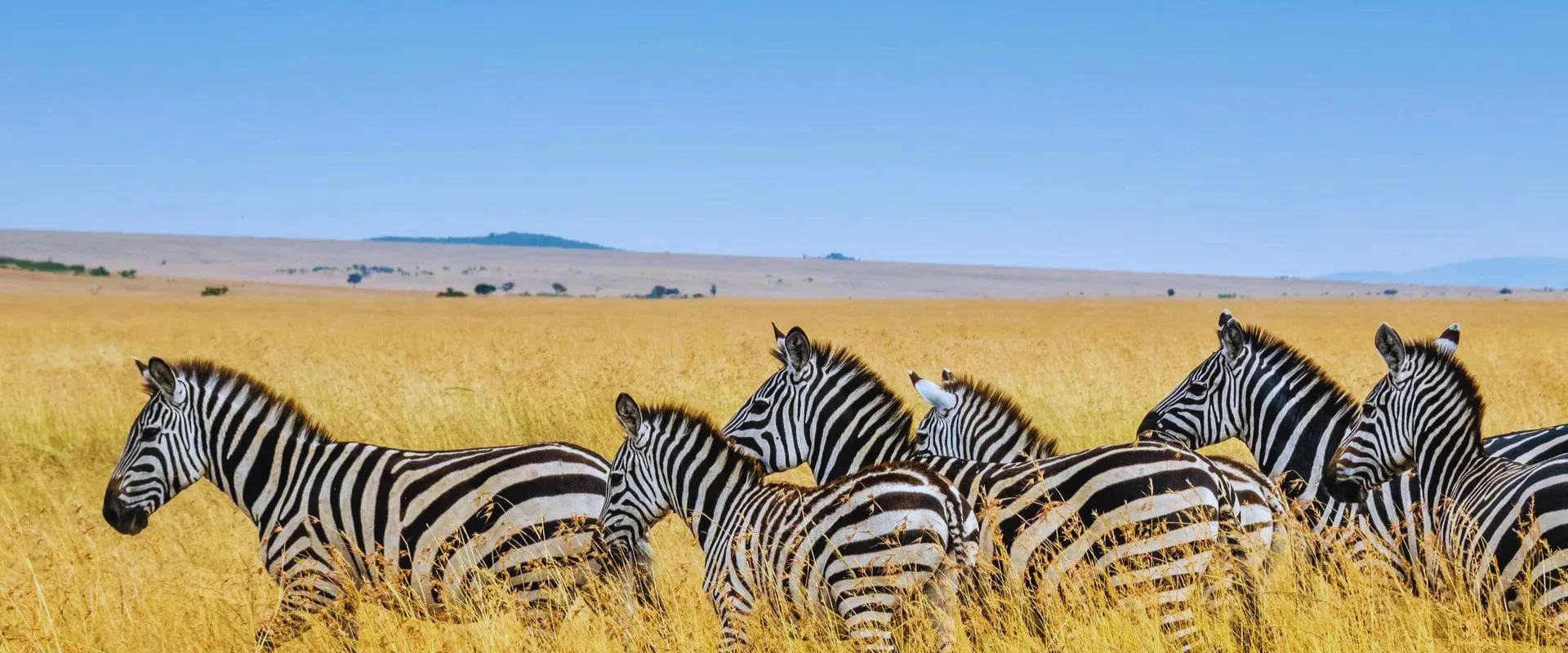 5-days-l-nakuru-masai-mara-family-safari-banner