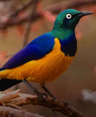 6 Days Kenya Birding Safari