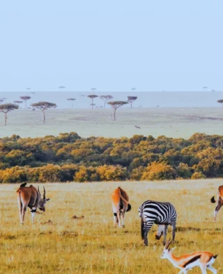 8 Days Kenyan Safari to Masai Mara
