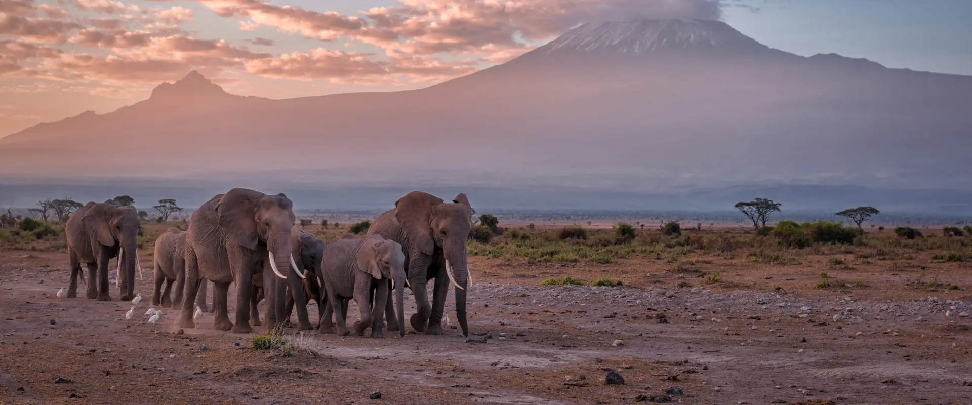 Amboseli National Park's open plains and swamps