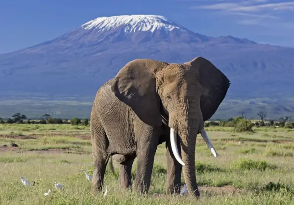 amboseli-national-park2