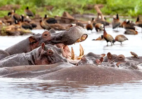 lake-manyara-national-park2