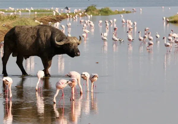 lake-nakuru-national-park2