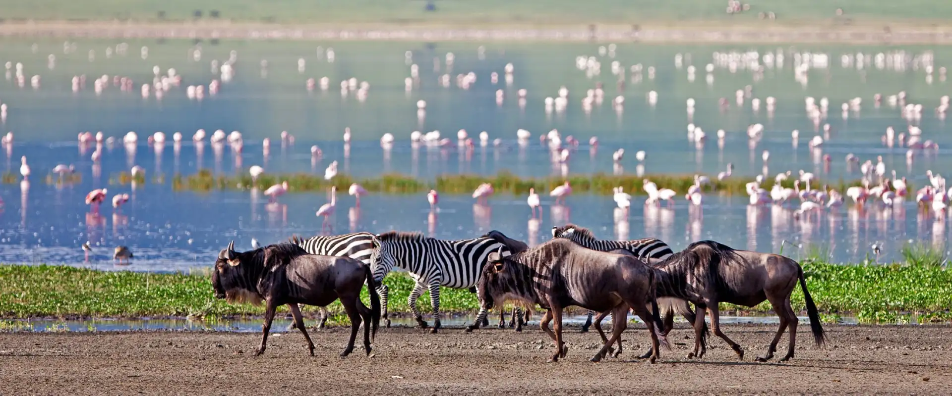 Wildlife grazing on the Ngorongoro Crater floor