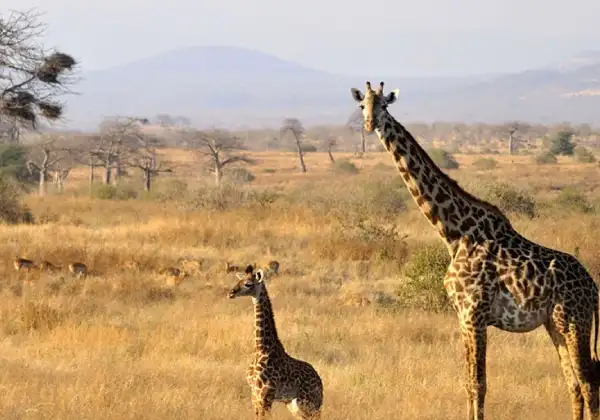 ruaha-national-park2