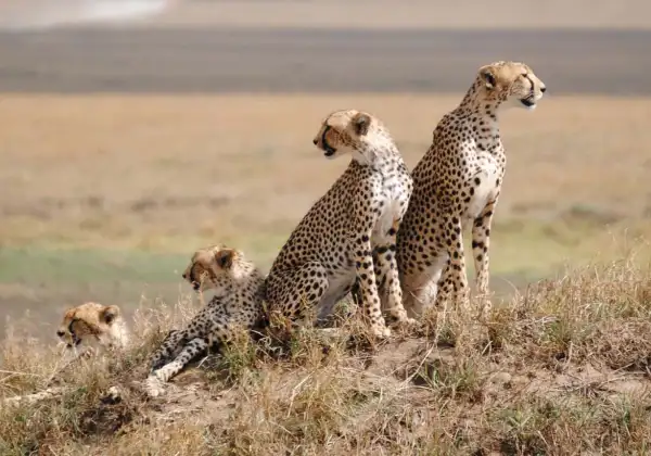 serengeti-national-park2