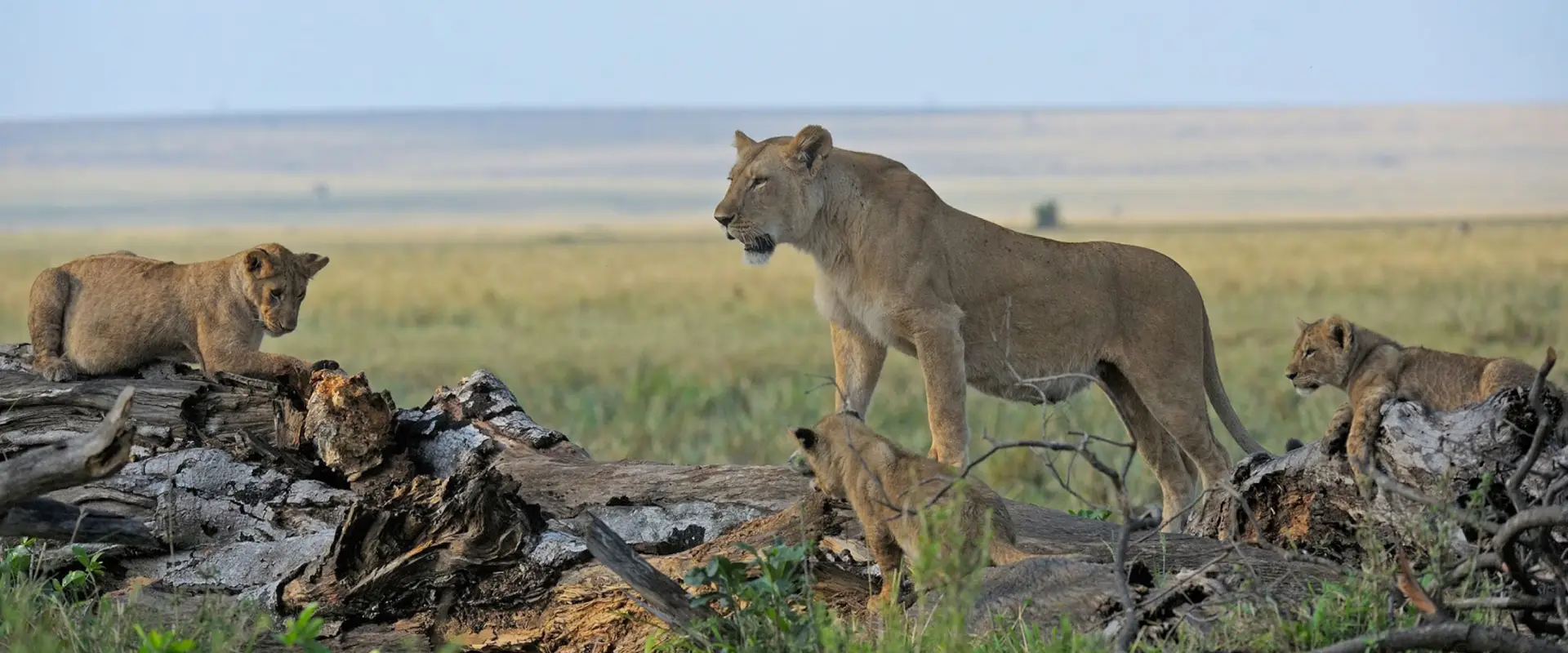 Tailor Made Tours