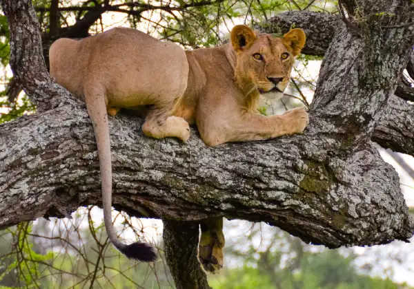 tarangire-national-park2