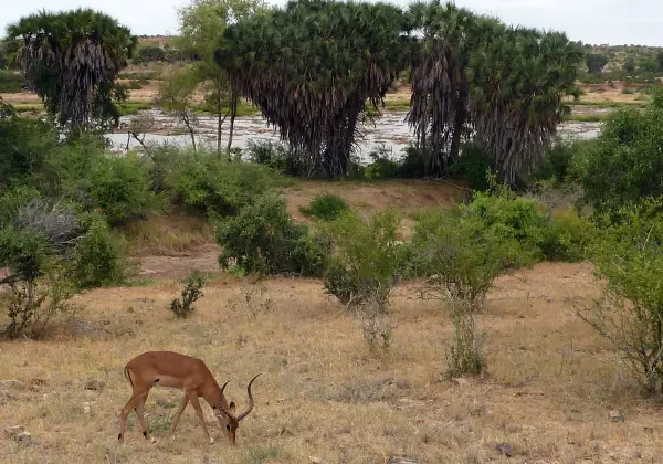 tsavo-east-national-park2