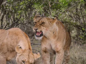 Masai Mara national park safari - two lionesses at the reserve