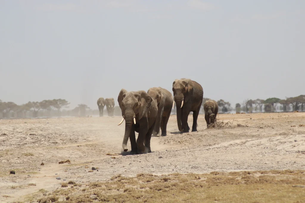 Safaris from Nairobi Kenya - elephants