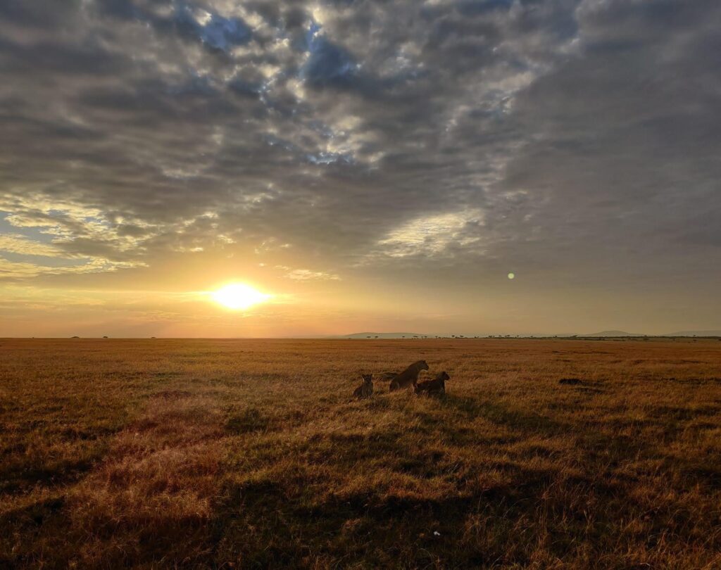 Golden sunset over the Masai Mara savannah with acacia trees and roaming wildlife. 