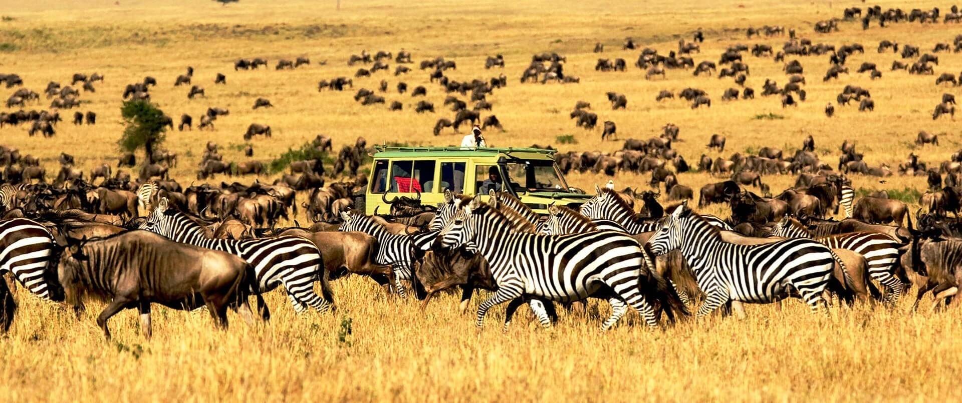 Wildebeests and Zebras in Serengeti national park