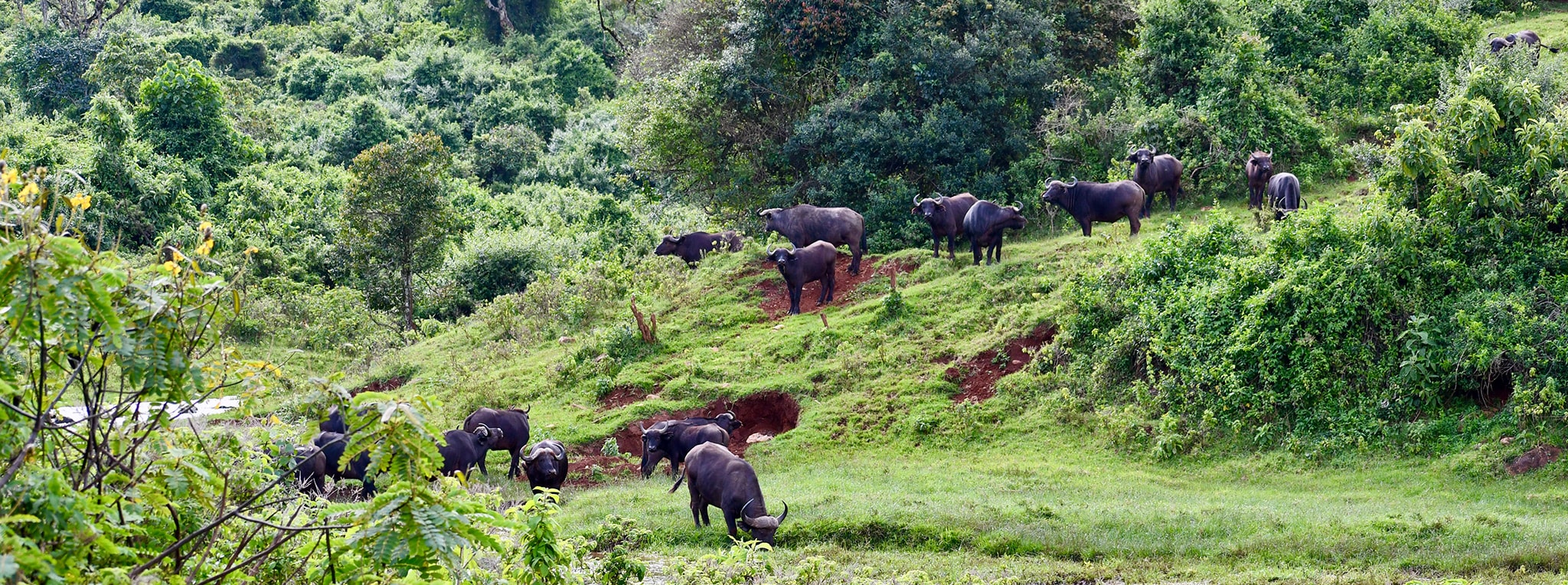 Aberdare National Park features stunning volcanic landscapes and dense forests, offering a natural habitat for diverse wildlife including the endangered black rhino and large elephant herds. This park is a prime destination for wildlife enthusiasts seeking unforgettable adventures and wildlife sightings in central Kenya.