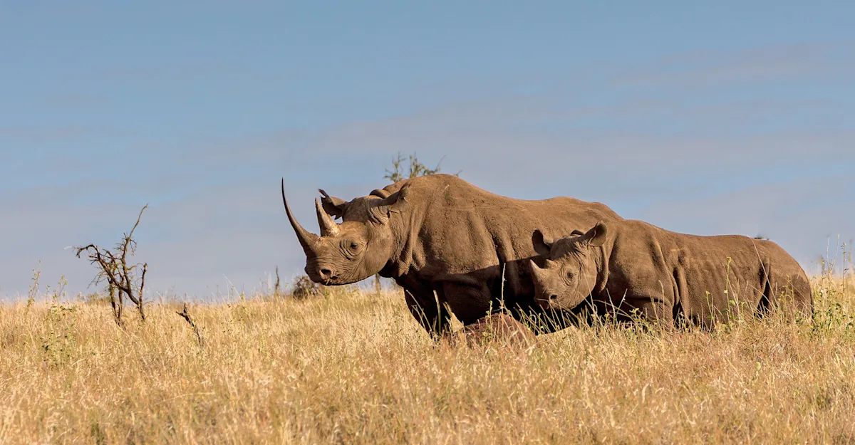 Conservation efforts at Lewa Wildlife Conservancy, highlighting the beautiful scenery and wildlife in the area.
