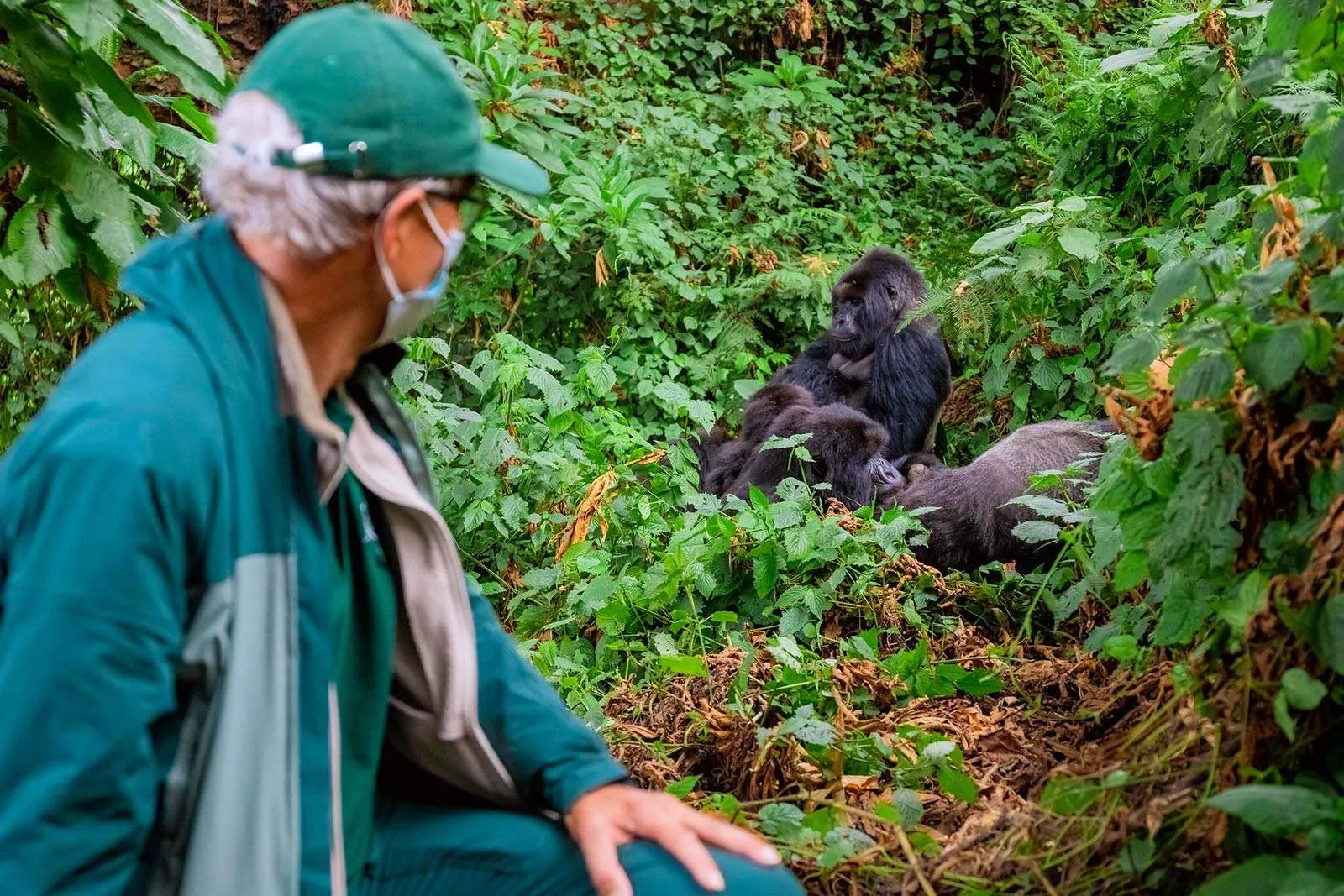 Gorilla trekking in Uganda