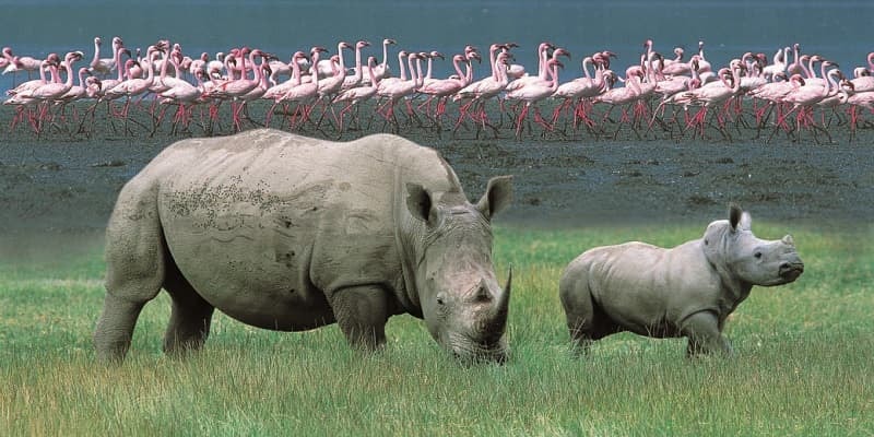Lake Nakuru National Park is a vibrant birdwatcher's paradise, showcasing a stunning array of bird species amidst its diverse landscapes, including volcanic hills and riverine forests. This national park in Kenya is renowned for its abundant wildlife, offering unforgettable wildlife encounters, particularly for those interested in observing endangered species like the black rhino.