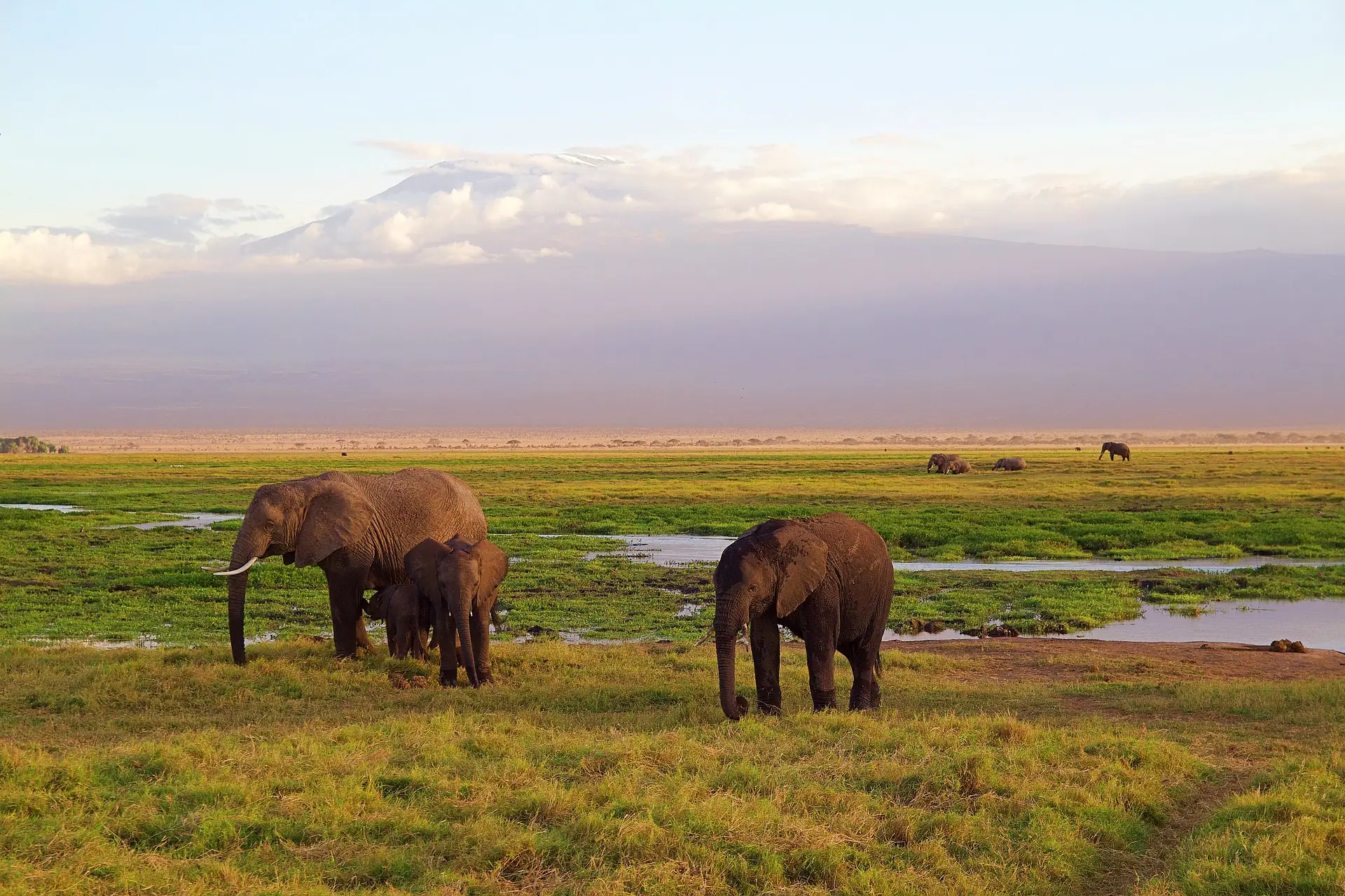 Elephants at Amboseli in Kenya and mount Kilimanjaro