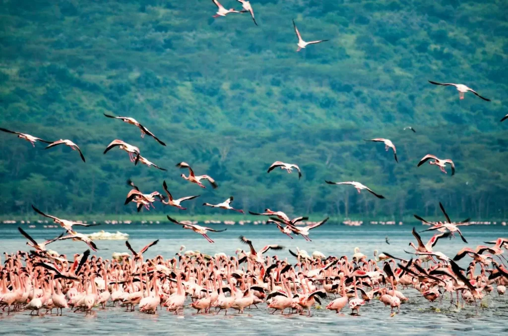 Flock of pink flamingos at Lake Nakuru National Park
