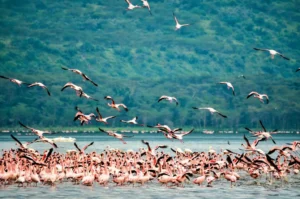 Flock of pink flamingos at Lake Nakuru National Park