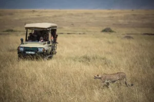 A cheetah walking through tall grass near a safari vehicle with tourists in the Masai Mara National Reserve