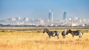 Zebras roaming in Nairobi National Park with the city skyline in the background.