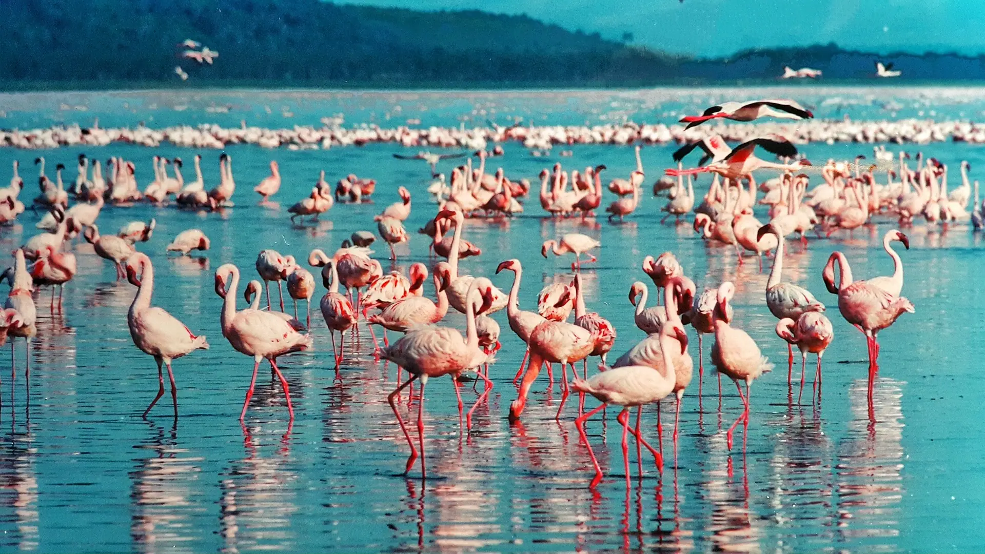 Flock of flamingos at Lake Nakuru National Park
