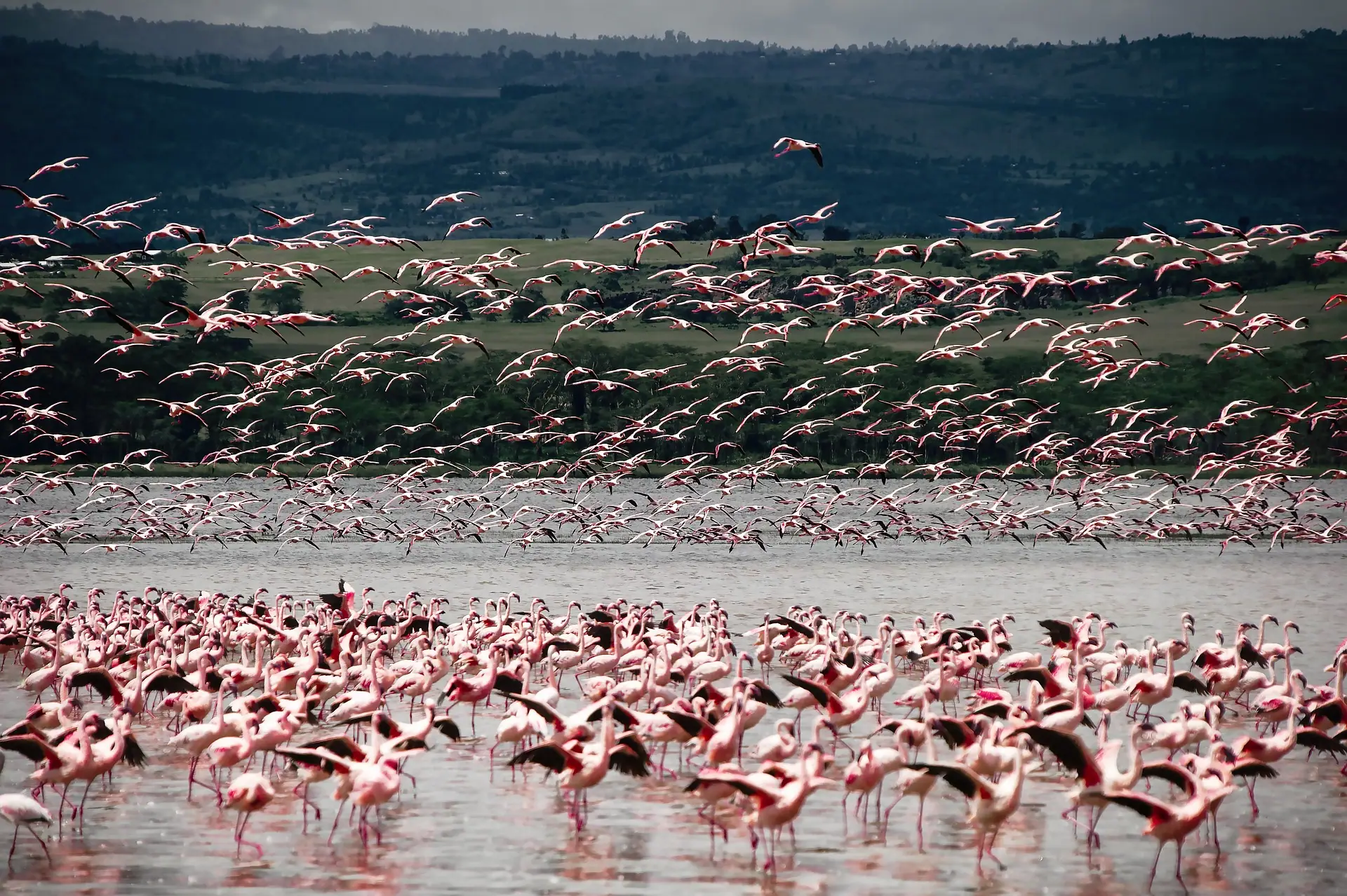 Flamingos flying at Lake in Kenya
