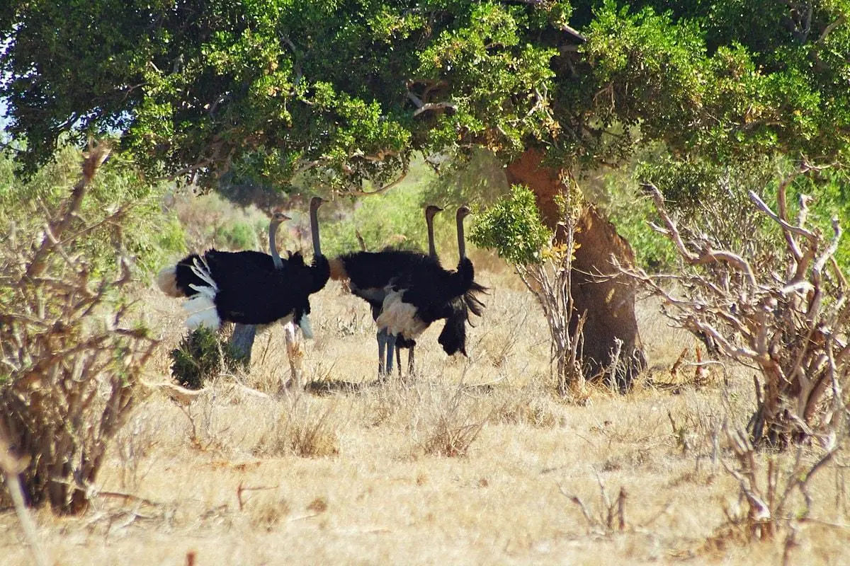 Male ostriches seeking shade in Tsavo East National Park