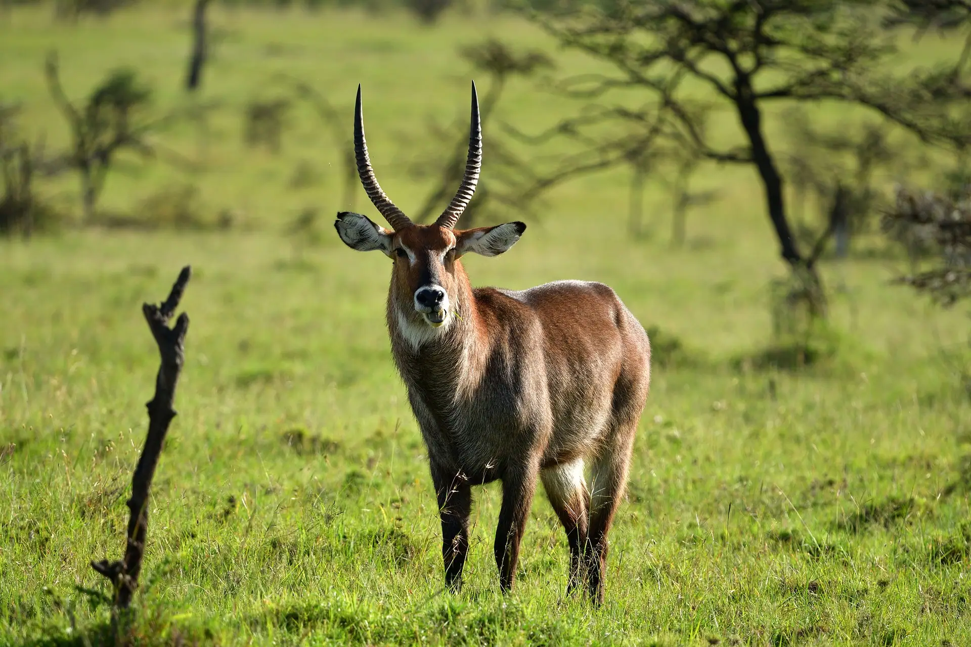 A waterbuck at Masai Mara National Reserve