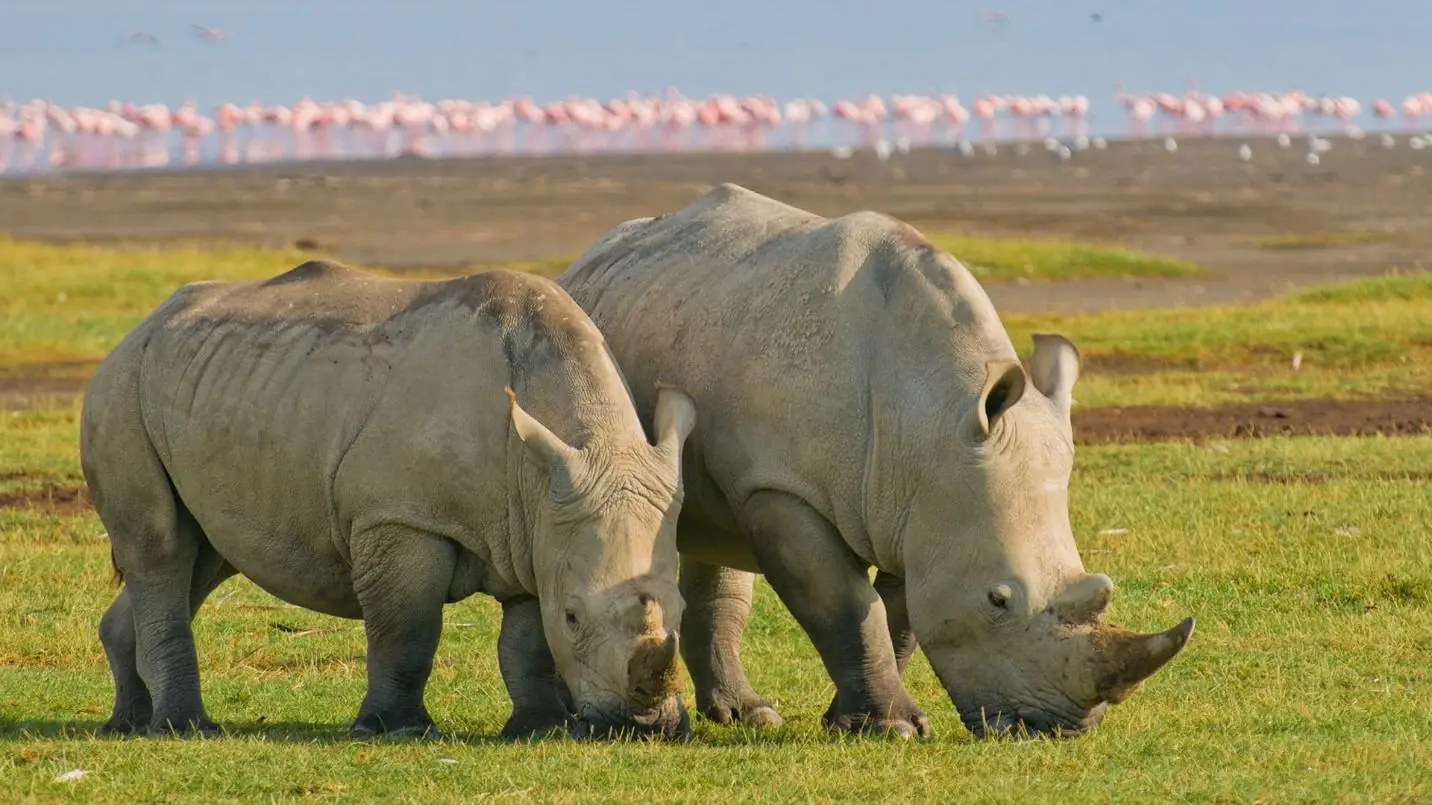 Two rhinos grazing near flamingos in Lake Nakuru National Park