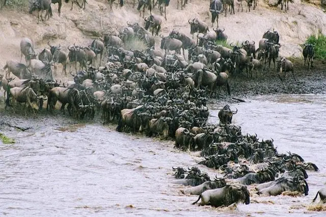 Wildebeests crossing a river in Masai Mara National Reserve