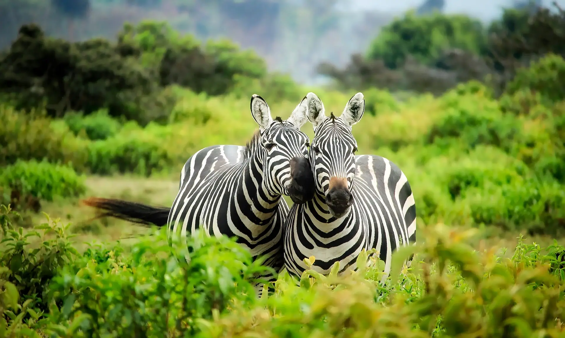 Zebras grazing in a forest in Kenya