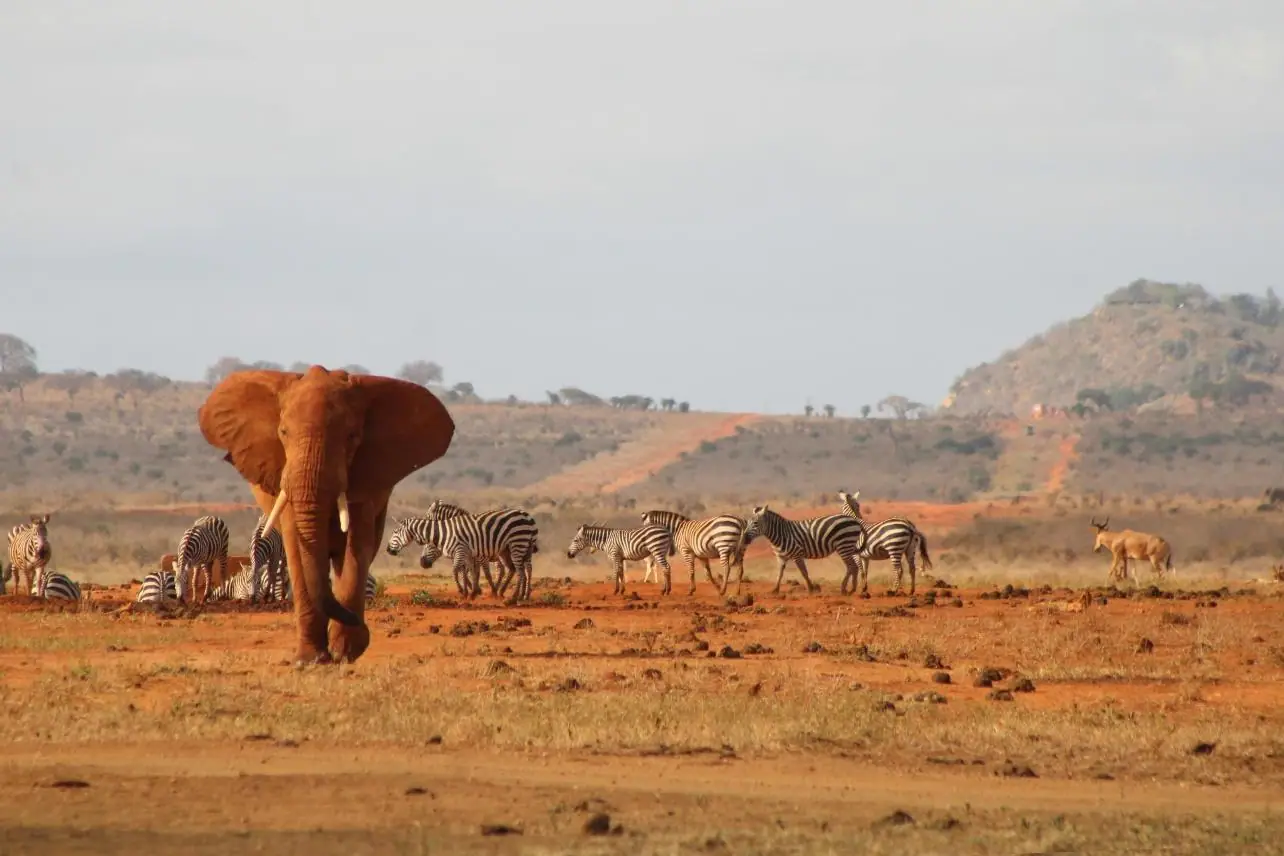 Red elephant with zebras in Tsavo East National Park, Kenya