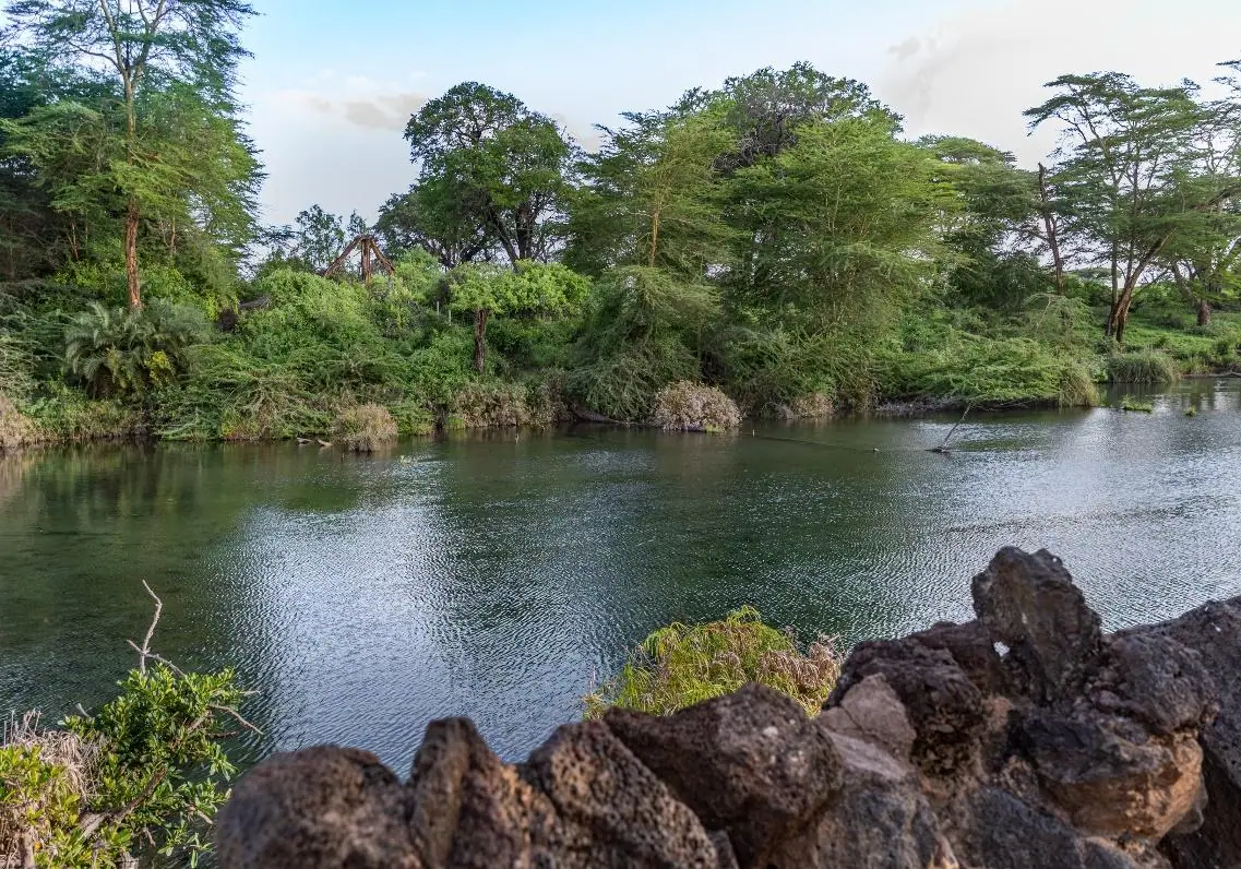 Lush greenery and clear waters at Mzima Springs in Tsavo West National Park