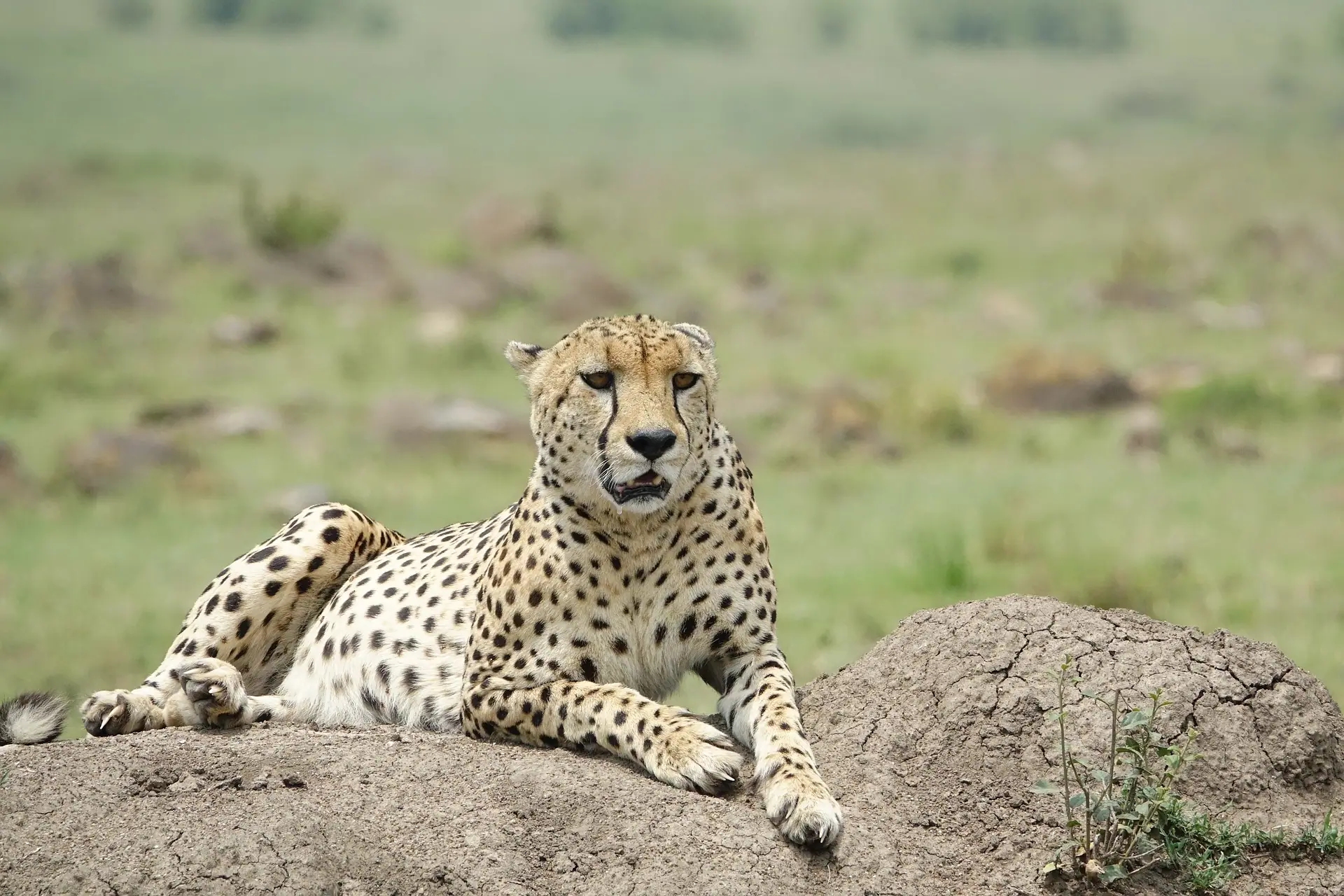A cheetah resting at Masai Mara National Park