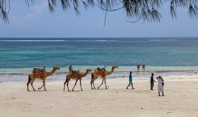 Camels walking along the white sandy shores of Diani Beach, Kenya, with the turquoise Indian Ocean in the background.