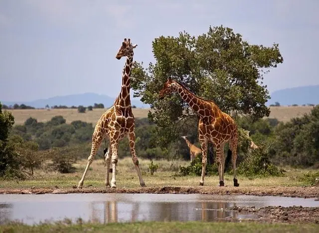 Reticulated giraffes at a watering hole in Samburu National Reserve