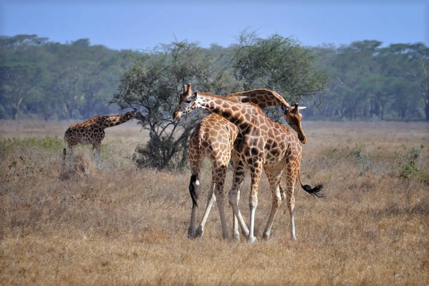 Giraffes in Lake Nakuru National Park