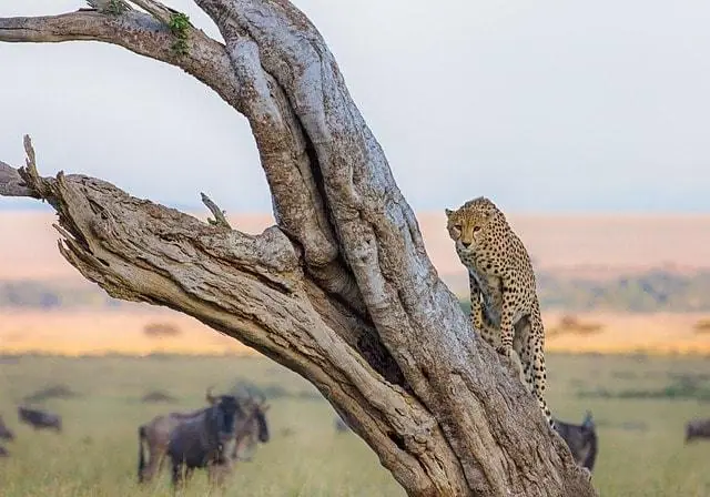 Wildlife in Masai Mara Reserve