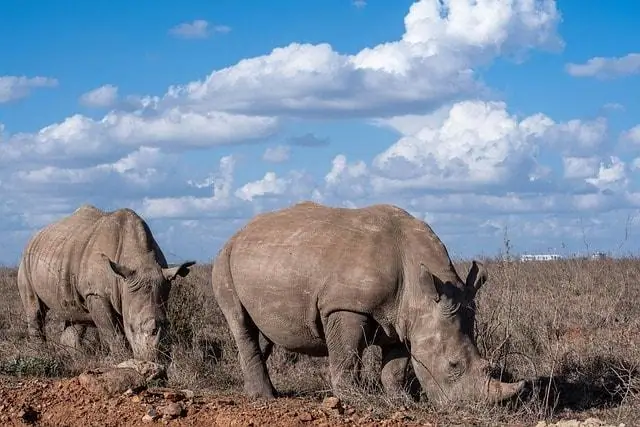 Rhinos grazing in Nairobi National Park under a blue sky.