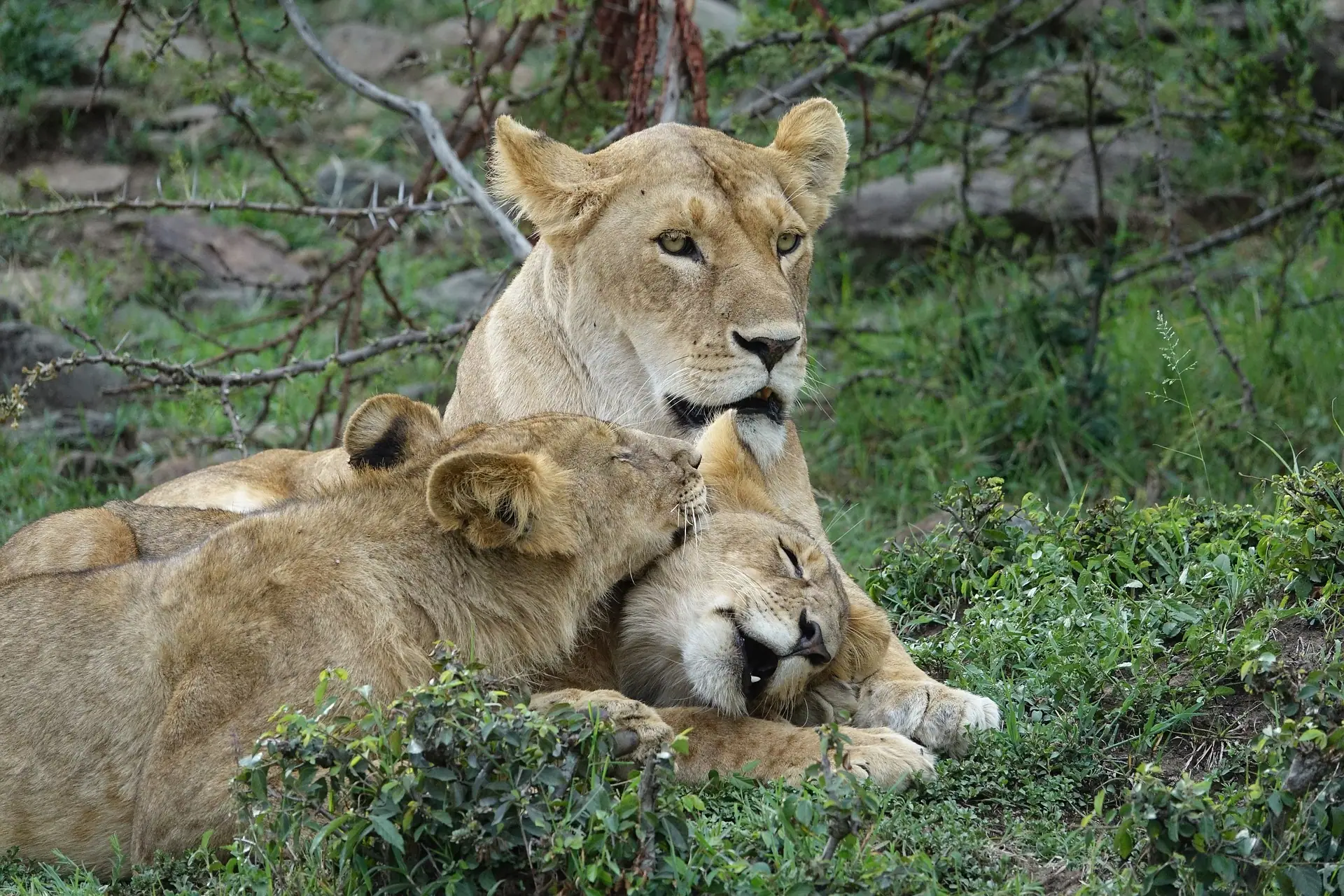 Kenya safari tours - lions resting