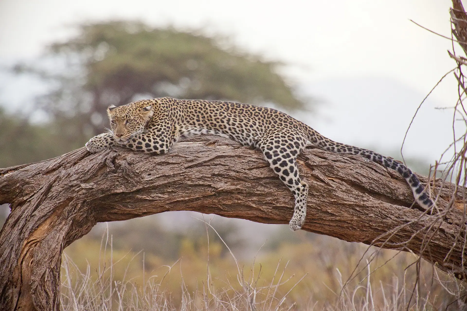 leopard resting on top of a tree - nairobi city safari