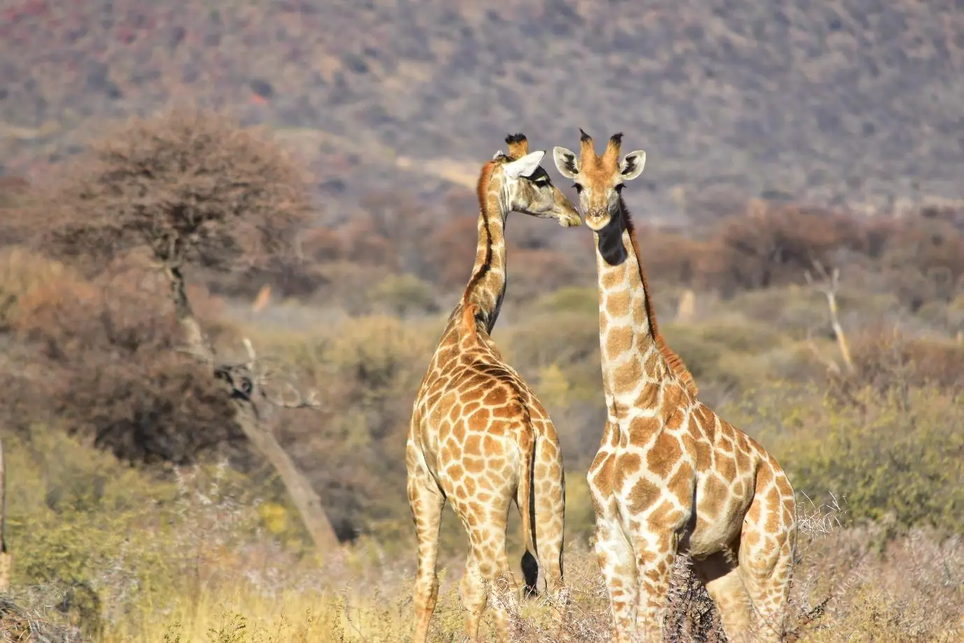 Two giraffes in Tsavo East National Park