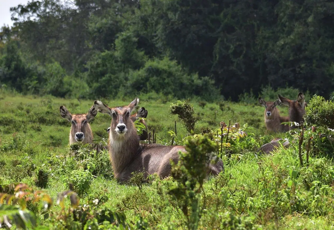 Group of waterbucks resting in the lush greenery of Aberdare National Park, Kenya."